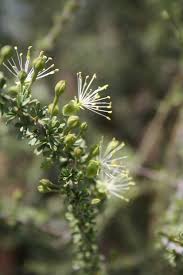 Image result for Boscia foetida