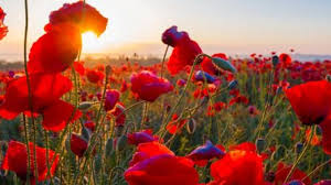 Les plus belle fleur du monde. Top 10 Des Plus Belles Fleurs A Planter Dans Son Jardin Magazine M6meteo