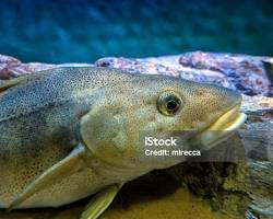 Bacalhau