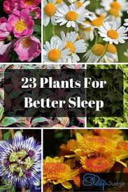 Live plants certainly add to the esthetic look of the bedroom and give it a lively spark. 23 Weird Plants For Your Bedroom That Will Help You Sleep Like A Baby The Sleep Judge