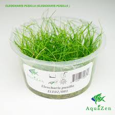 Image result for Eleocharis complanata