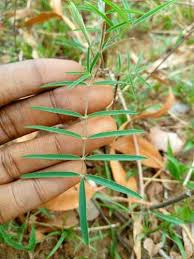 Image result for Tephrosia linearis