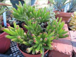 Image result for Crassula vaginata