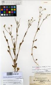 Image result for Emilia abyssinica