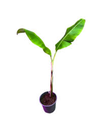 Image result for Ensete gilletii