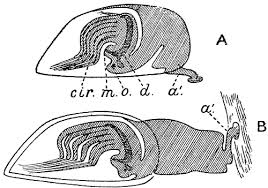 The display image you see here is watermarked, but the downloadable.pdf is not. The Project Gutenberg Ebook Of Diversions Of A Naturalist By Ray Lankester