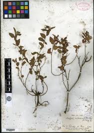 Image result for Acalypha psilostachya
