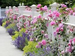 Westie Art Garden Pink Roses White Picket Fence Garden Inspiration Dream Garden Beautiful Gardens