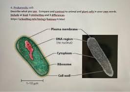 The dna molecules found in each cell are the blueprints for proteins, which perform extensive and varied functions within living organisms. 4 Prokaryotic Cell Describe What You See Compare Chegg Com