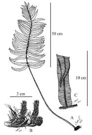 Image result for Lellingeria