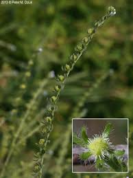 Image result for Blumea squarrosa