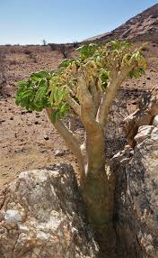 Image result for Cyphostemma kilimandscharicum