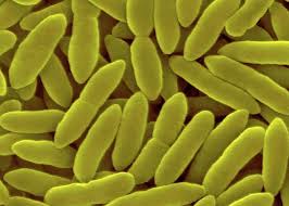 Image result for Pseudomonas syringae