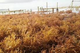 Hal itu dibuktikan dari sebuah studi, dengan memberi makan rumput laut kering pada tikus dengan kolesterol tinggi, yang dilakukan dalam jangka waktu delapan. Rumput Laut Masih Layak Dibudidayakan Balipost Com