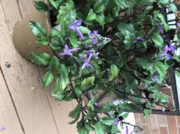 We did not find results for: Plectranthus Mona Lavender Lavender Spur Flower Mona Lavender Swedish Ivy North Carolina Extension Gardener Plant Toolbox