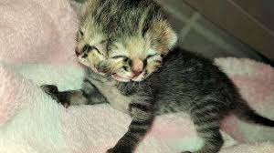 Cat picture, cat lover, cute cat picture. Anak Kucing Paling Comel Di Dunia 7 Jenis Kucing Paling Mahal Di Dunia Ada Yang Harganya Miliaran Merdeka Com Kejutan Buat Si Comel Anak Kucing Paling Top Di Dunia Ficky Benz