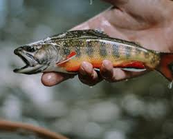 Fly Fishing Near Pilot Cove And Brevard Nc Pilot Cove Pisgah Forest Nc