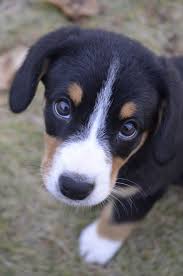 Entlebucher Sennenhund Welpe Hunde Tiere Hund Und Welpen