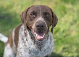 Dog Eye Allergies Petmd