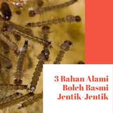 It grows in thailand, peninsular malaysia and sumatra. Impiana Anda Ada Masalah Jentik Jentik Tak Kat Rumah Facebook