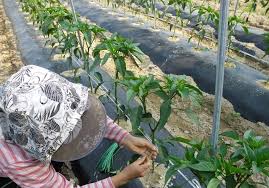 Cara menanamnya adalah dengan menyobek polibag kemudian masukkan bibit cabe merah beserta media tanamnya ke dalam lubang tanam yang sudah disiapkan. Cara Menanam Cabe Merah Yang Baik Dan Benar Bibitbunga Com