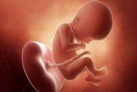 ay ay gebelik donemi 5 aylik gebelik canbebe blog