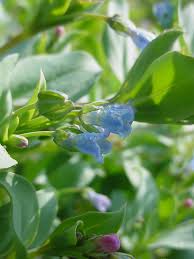 Mertensia maritima is a perennial growing to 0.2 m (0ft 8in) by 0.2 m (0ft 8in). Mertensia Maritima Seaside Bluebells Go Botany
