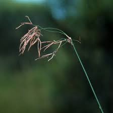 Image result for Cyperus articulatus
