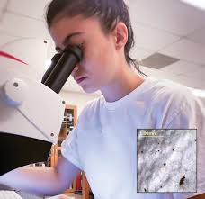 Raptors Fall Prey to Microplastics