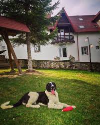 Matchs en direct de gura humorului : Revelion 2021 Manastirea Humorului Hotel Floare De Colt Bucovina Pico Mar Travel