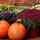 Pumpkin and Mum Sale