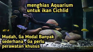 Aneka model meja aquarium jati jepara minimalis modern dan ukiran harga murah mulai 3 jutaan.meja aquarium modern dari ukuran 120 sampai 2. Konsep Aquarium Ikan Cichlid Sangat Mudah Youtube