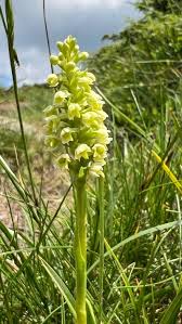 Image result for Dyschoriste albiflora