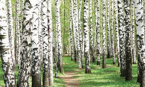 Why You Should Drink Water From Trees New Food Magazine