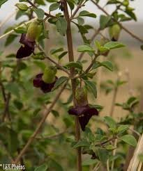 Image result for Tinnea aethiopica