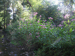 Image result for Impatiens zombensis