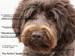 Trying to choose clippers for grooming your labradoodle? Grooming Southern Cross Australian Labradoodles The Ultimate Family Companion Goldendoodle Grooming Labradoodle Haircut Australian Labradoodle Grooming