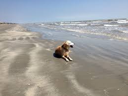 There are charters for those who love snorkeling, scuba diving and fishing with a cowboy theme. Galveston Island State Park Beach Galveston Tx Pet Friendly Travel