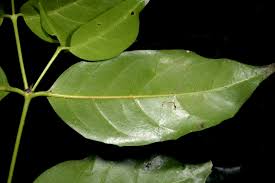 Image result for Psydrax parviflora