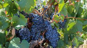 Check spelling or type a new query. Adega Da Cooperativa Volta A Produzir Casta Vidigueira Trincadeira Correio Alentejo