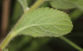 Image result for Blumea axillaris