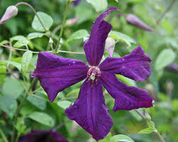 Maybe you would like to learn more about one of these? Clematis Viticella Pflanzen Und Pflegen Mein Schoner Garten