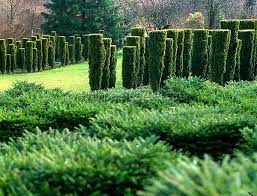 very cool look to an old fashion hedge planting of hicks yew landschaftsdesign moderne landschaftsgestaltung gartendesign ideen