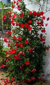 And intensify to red in color when temperatures are greater than 29° c.; 15 Mandevilla Ideas Mandevilla Vine Garden Vines Plants