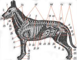 stroenie i funkcii organizma sobaki briar ru