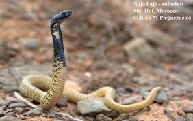 Image result for Najas horrida