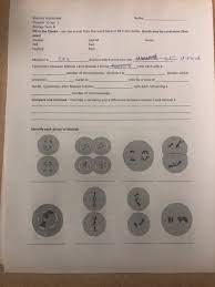 Copy of meiosis worksheet pogil adapted. Name Meiosis Worksheet Chapter 10 Sec 1 Biology Chegg Com
