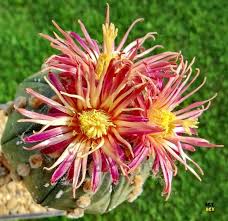 Image result for Thesium asterias