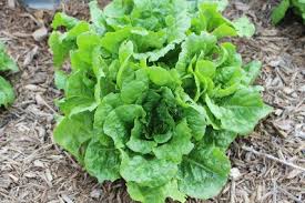 Check spelling or type a new query. Preserving Lettuce Easy Tip For Keeping Lettuce Fresh Up To 5 Weeks