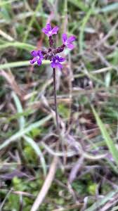 Image result for Buchnera